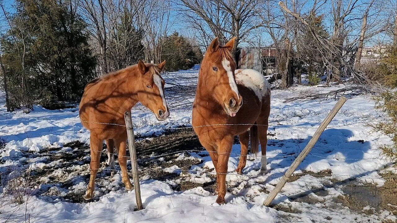 Feeding a friends horses some hay! 🐴