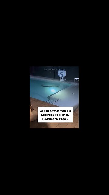 Whoa... Alligator taking a dip in home owners backyard pool. Florida professionals called in