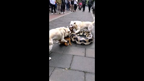 Animals attack