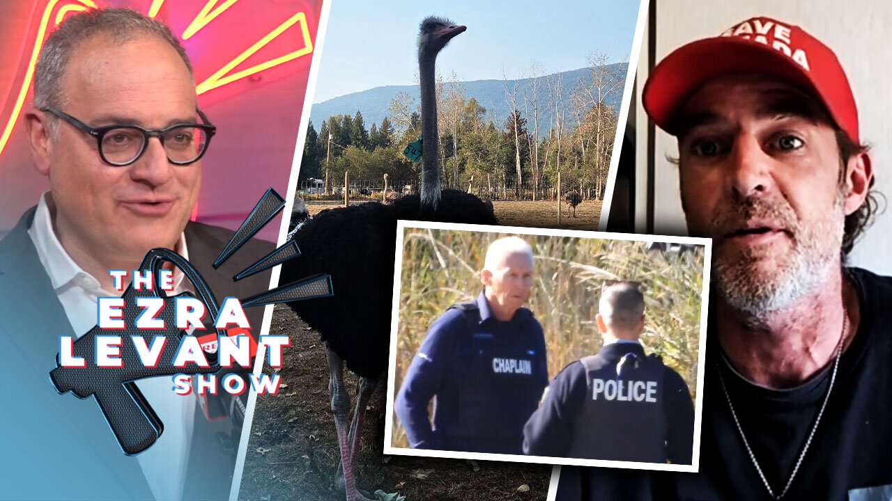 Independent journalist provides update on potential looming cull at Universal Ostrich Farms