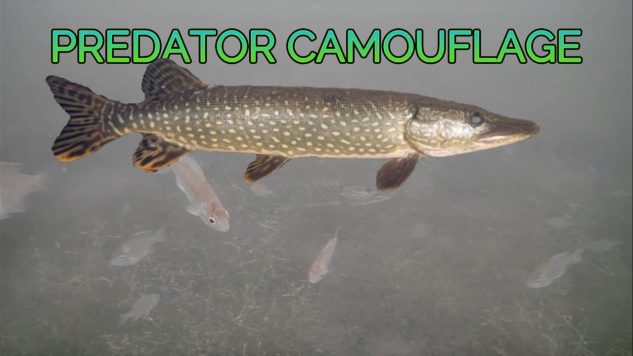 Northern Pike Camouflage