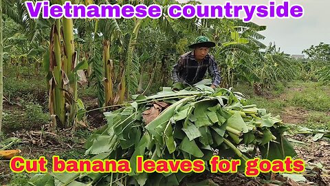 Cut banana leaves for goats