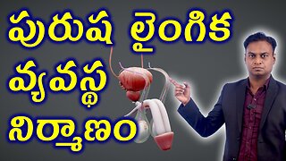 పురుష లైంగిక వ్యవస్థ నిర్మాణం Male Reproductive System Structure & Function | Men Infertility Issue