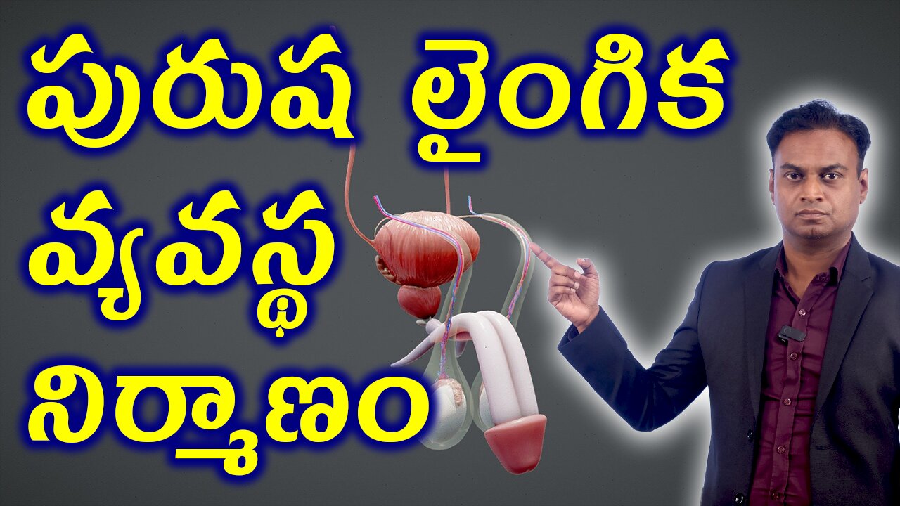 పురుష లైంగిక వ్యవస్థ నిర్మాణం Male Reproductive System Structure & Function | Men Infertility Issue