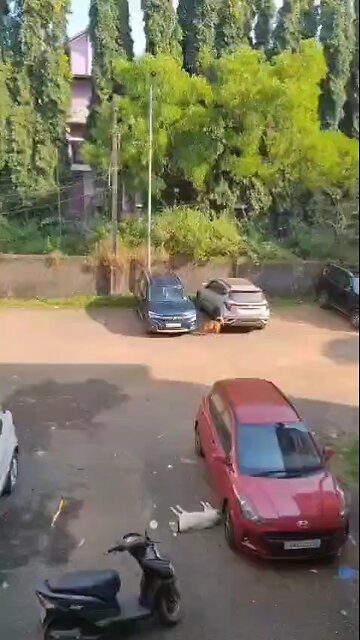 Quality car and dog Chetha #Muniswamy #gowda #Riya #YOGI #Chethana #c