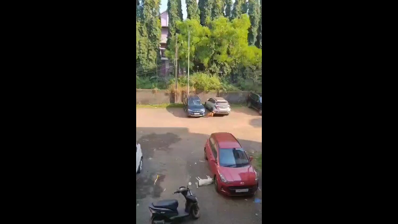 Quality car and dog Chetha #Muniswamy #gowda #Riya #YOGI #Chethana #c