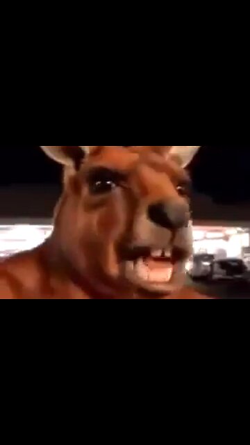 KENNY THE ANGRY KANGAROO - WAS RIGHT ON THIS ONE 👊