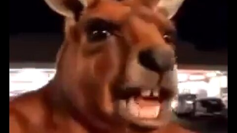 KENNY THE ANGRY KANGAROO - WAS RIGHT ON THIS ONE 👊