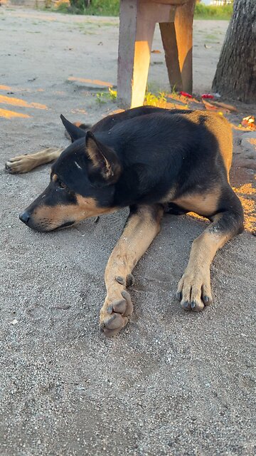 A Peaceful Moment with My Loyal Friend 🐾