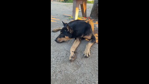 A Peaceful Moment with My Loyal Friend 🐾