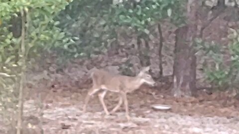 Few Deer n No FL wildlife today