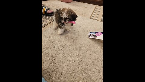 Blossom Loves To Play (Featuring Blossom The Shihtzu)