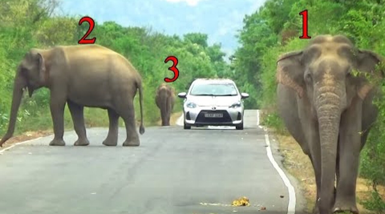 Three Wild Elephant One The Road Looking For Food