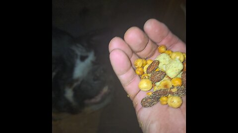 bebe was a tiny tiny runt rescued