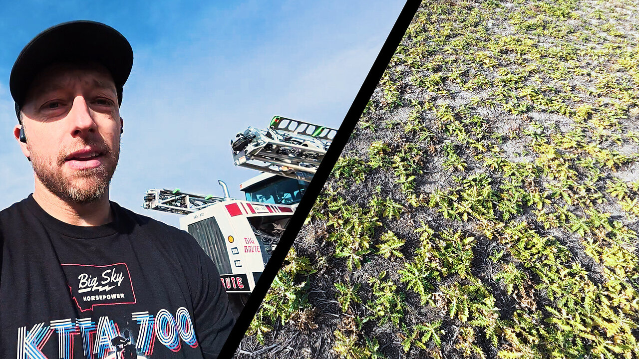 BIG BRUTE VS Canadian Thistle... and House Updates!