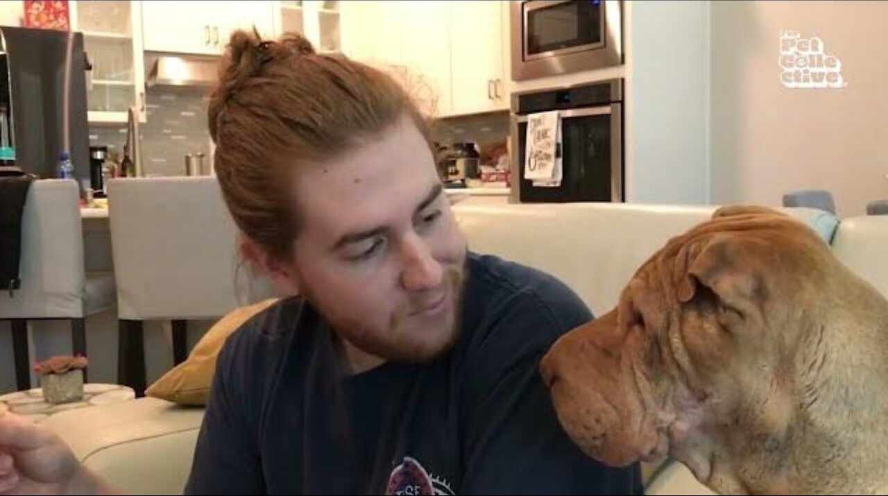 Dog Demands Sandwich 🤣_ FUNNIEST Animals_ Dogs_ Cats