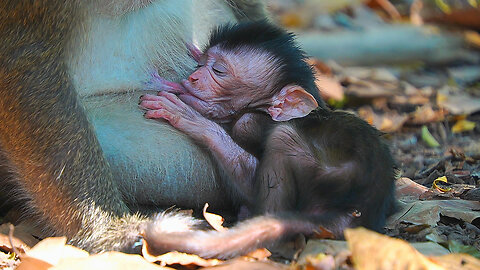 Milk Time Of BABY Monkey DEMI From Fat Mom DAISY