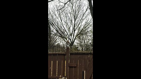 কাঠবিড়াল 🐿️/squirrel