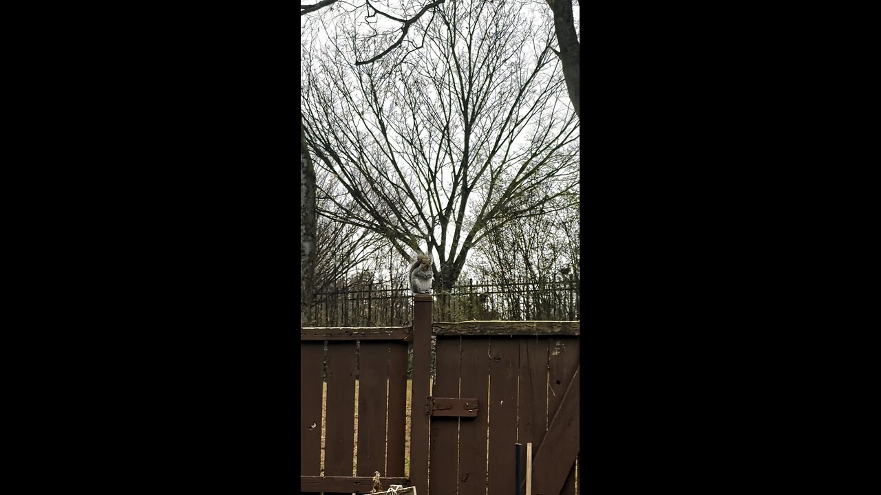 কাঠবিড়াল 🐿️/squirrel