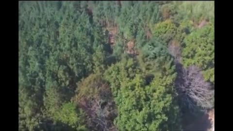 Bigfoot filmé par un drone déplaçant d'énormes arbres !