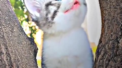 Moms cat saves kitten from car animal catcher