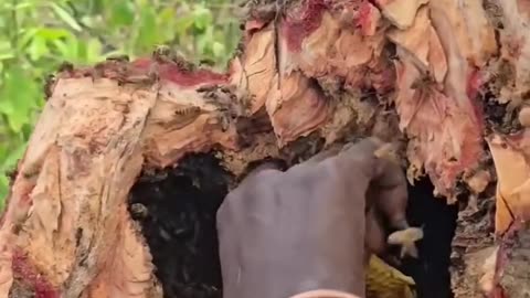 Hadzabe Tribe Honey Time