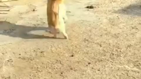 Funny videos of dogs and ducks 😅