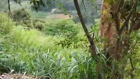 Quail delivery #quail