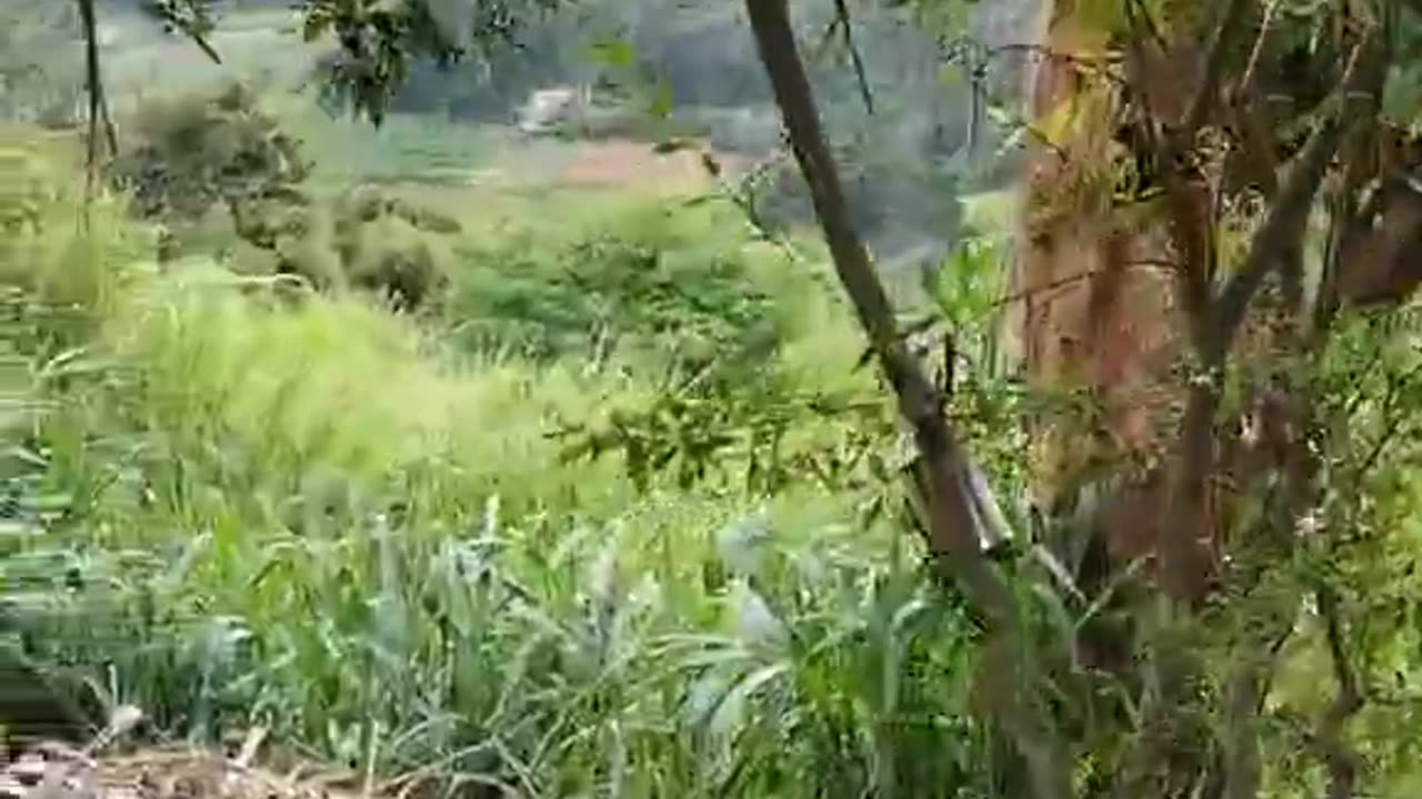 Quail delivery #quail