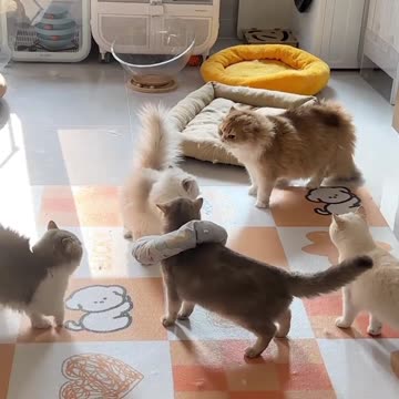 Heartwarming Cat Rescue: Tiny Heroes Stand Up to Bully Cat