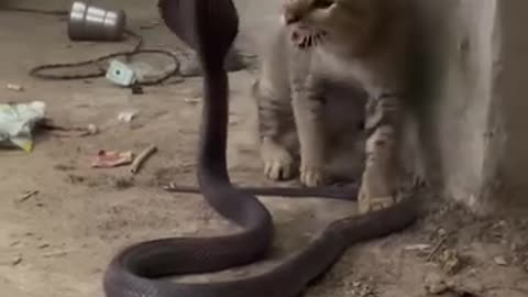 Snake 🐍 Vs cat 😺🐈 fight 😂
