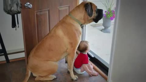 When Big Dogs Prove They're the Best Babysitters 🐶💖 | Adorable Baby & Dog Moments