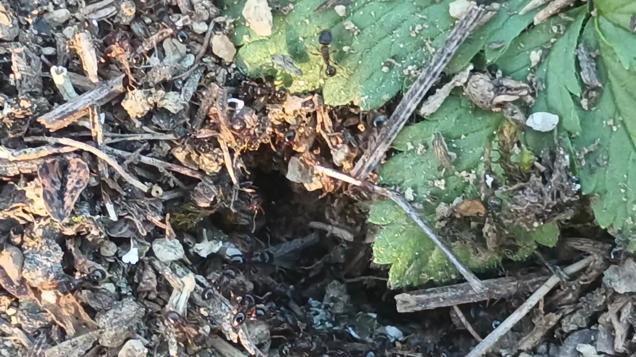 R13 Nature - 100423 - Close Up On Ants Building A Nest