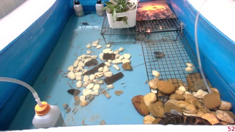 Tired of the same streams all over again? Look at some turtle instead!