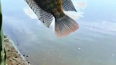 Caught a little fish