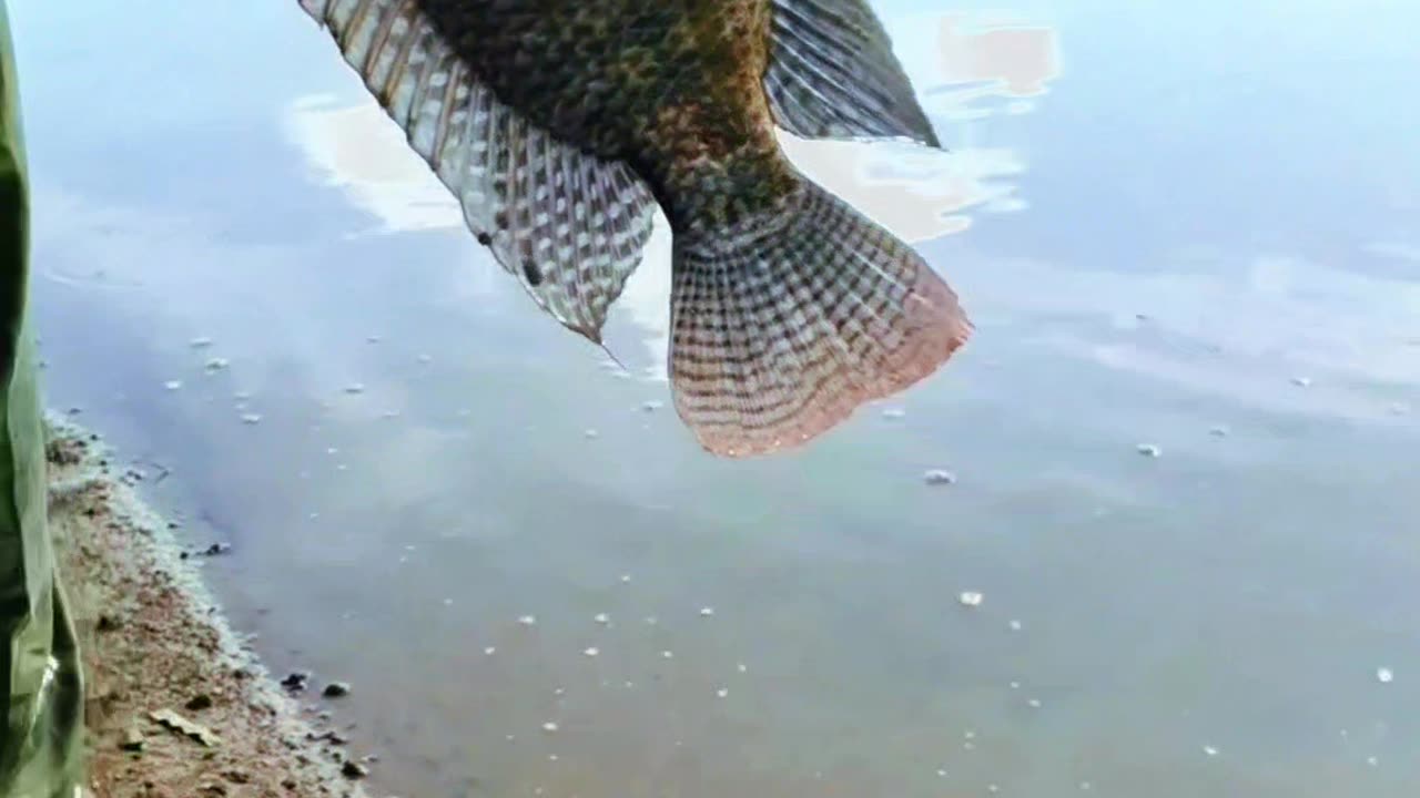 Caught a little fish