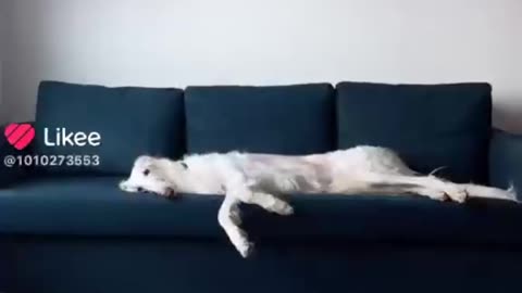Cat Dog