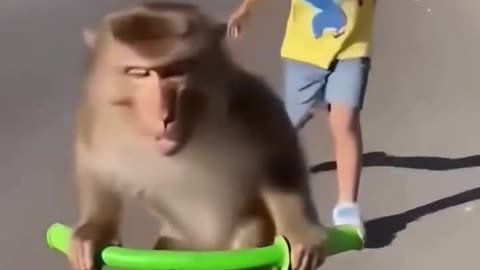 Bunnu Monkey Riding Bicycle - FunkyPets4u #cute #animals #monkey