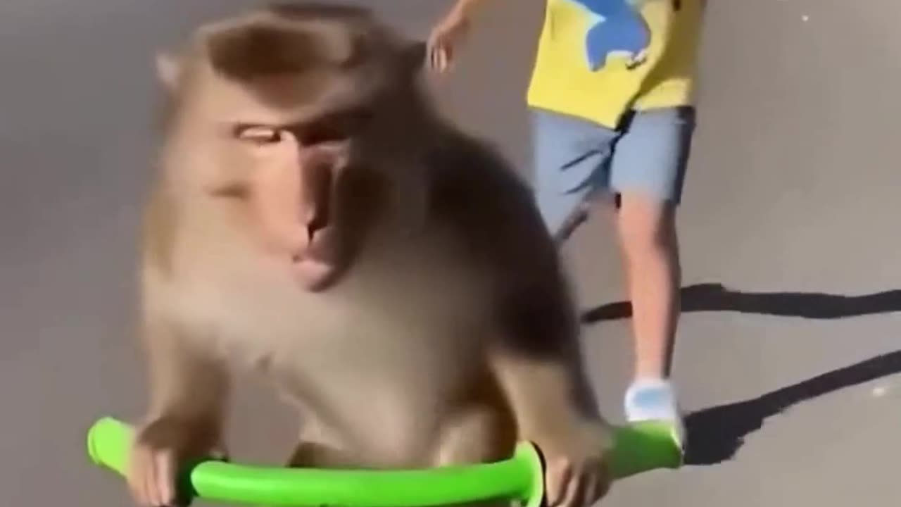 Bunnu Monkey Riding Bicycle - FunkyPets4u #cute #animals #monkey