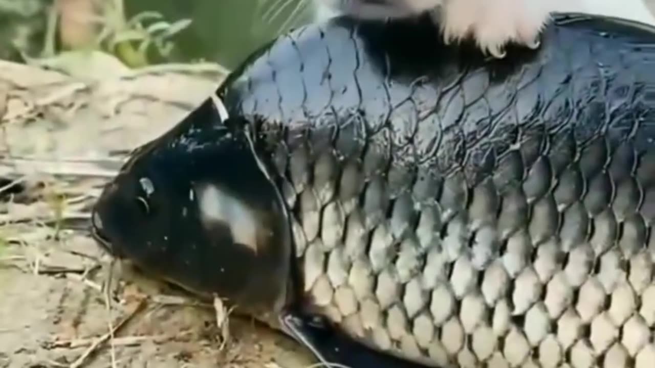 Funny kissing