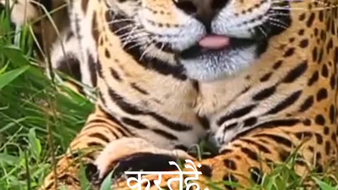 Animal facts