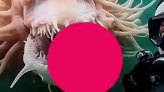 Shocking: Animals that will be extinct by 2026 #facts #cuteanimals #funny #scary