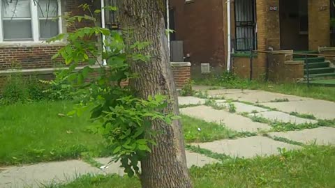 Ok, its time to feed the Kids at the ghetto BBQ