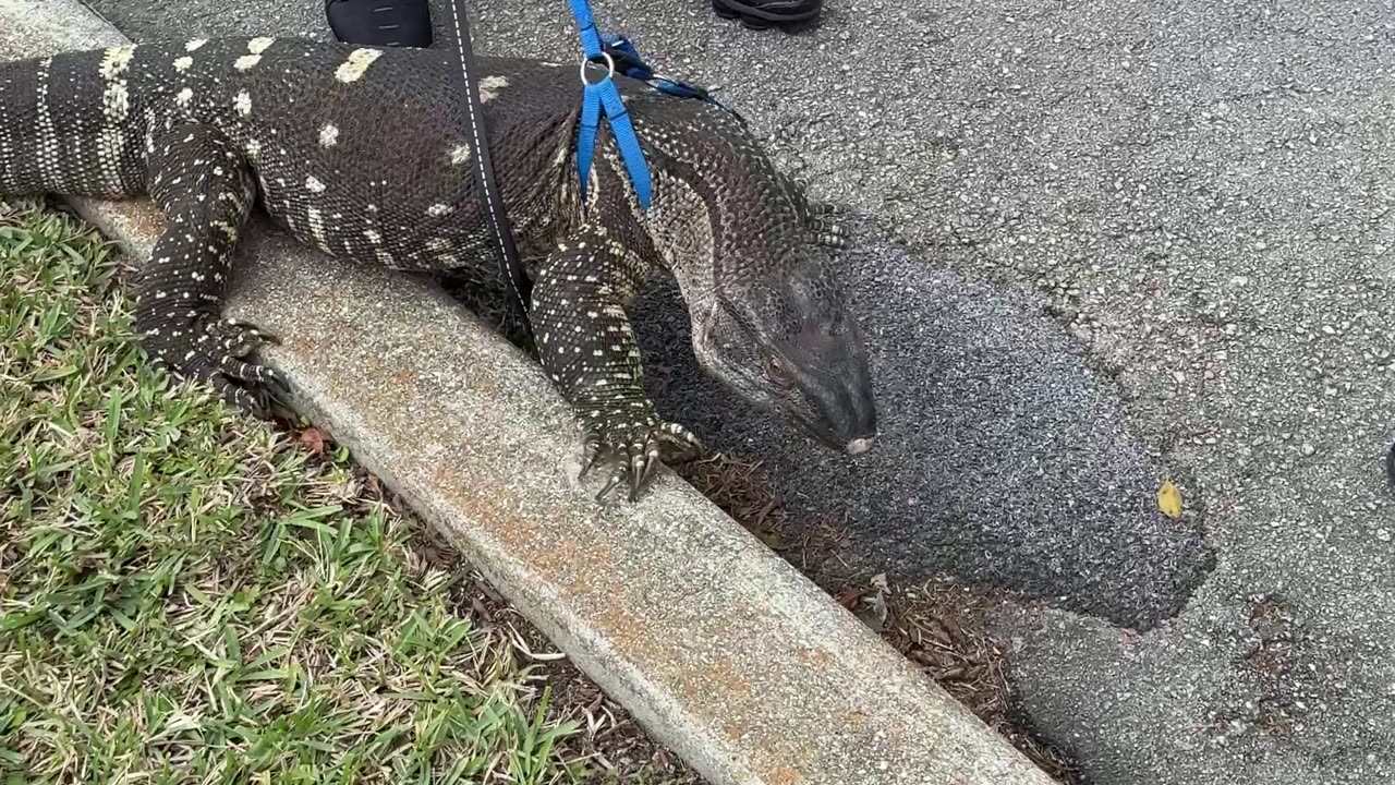 Man Walks Pet Monitor Lizard