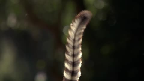 10. BBC.Life-Primati