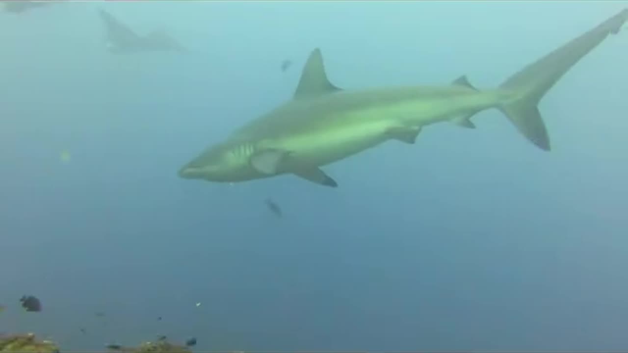 Freediving vs Scuba Diving 🤔 | Which One is Better?"