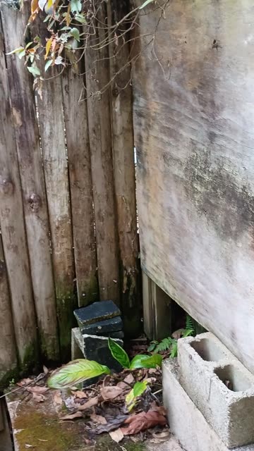 28.12.2025 Out of Control Kuranda 1