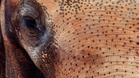 5 Fun Facts About Elephants You Didn't Know!