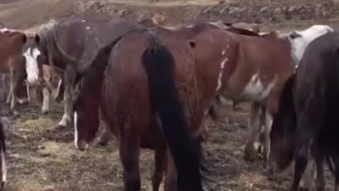 horse