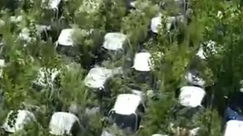 When Electric Cars Turn Into a Jungle – Nature Strikes Back!